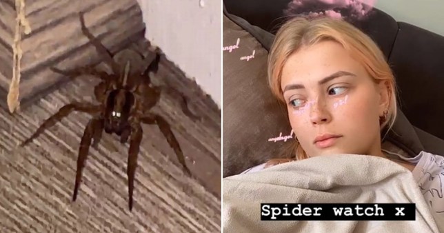 Coronation Street’s Lucy Fallon has ‘tarantula’ straight out of Harry Potter lurking in her home